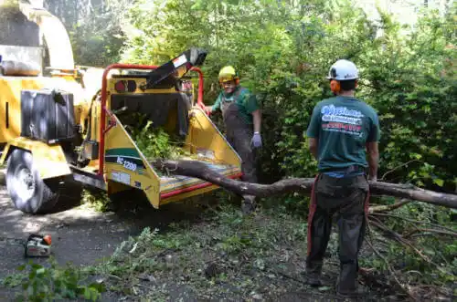 tree services Brandon